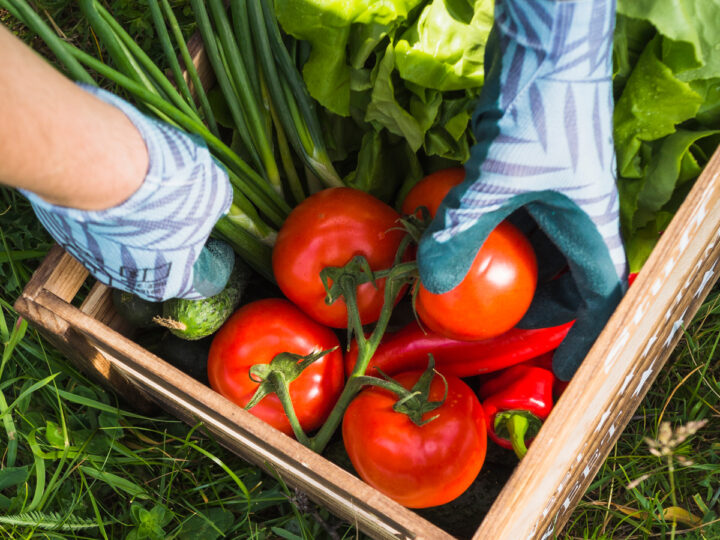 Greenhouse for growing tomatoes